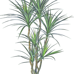 Dracaena- mini-yucca 1.5m with 6 heads - artificial plants, flowers & trees - image 9