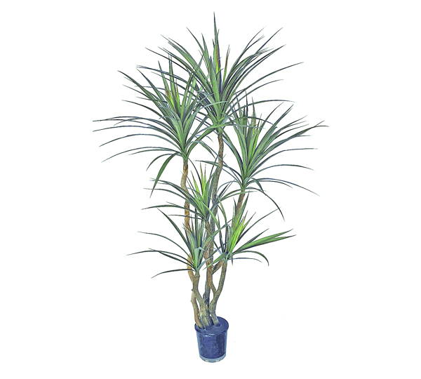 Dracaena- mini-yucca 1.5m with 6 heads