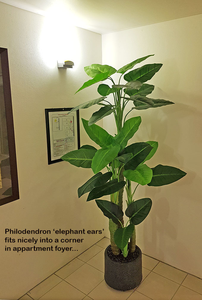 Philodendron 'elephant-ears' 1.3m