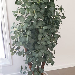 Eucalyptus Tree 1.5m - artificial plants, flowers & trees - image 2
