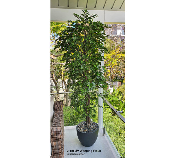 Weeping Ficus 2.1m UV-rated
