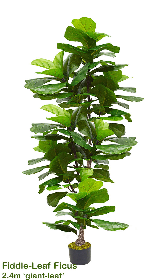 Fiddle-Leaf Ficus 'giant-leaf' 1.6m