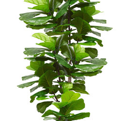 Fiddle-Leaf Ficus 'giant-leaf' 1.9m (deluxe) - artificial plants, flowers & trees - image 7