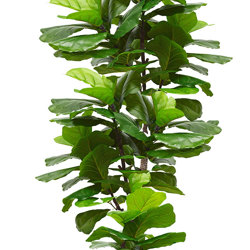 Fiddle-Leaf Ficus 'giant-leaf' 1.6m - artificial plants, flowers & trees - image 7