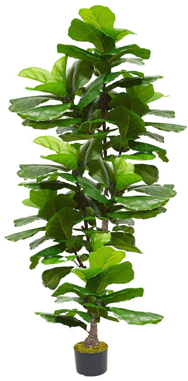 Articial Plants - Fiddle-Leaf Ficus 'giant-leaf' 2.4m