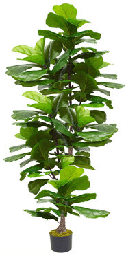 Fiddle-Leaf Ficus 'giant-leaf' 2.4m