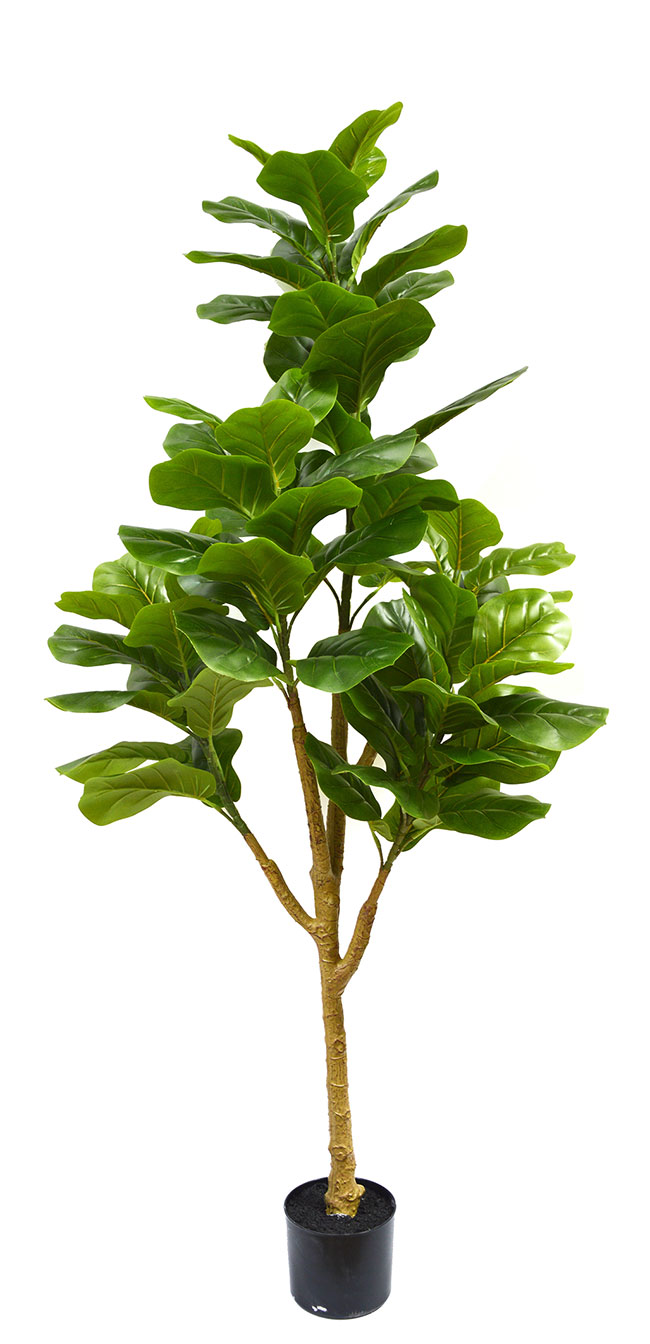 Fiddle-Leaf Ficus 1.4m
