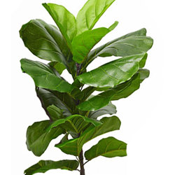 Fiddle-Leaf Ficus 'giant-leaf' 1.2m - artificial plants, flowers & trees - image 10