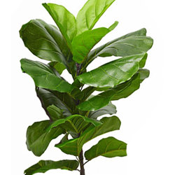 Fiddle-Leaf Ficus 'giant-leaf' 1.2m - artificial plants, flowers & trees - image 8