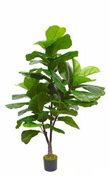 Fiddle-Leaf Ficus 'giant-leaf' 1.6m