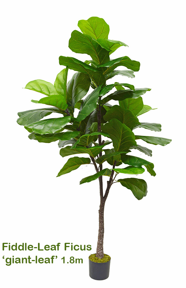Fiddle-Leaf Ficus 'giant-leaf' 1.6m