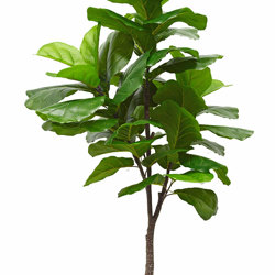 Fiddle-Leaf Ficus 'giant-leaf' 1.9m (deluxe) - artificial plants, flowers & trees - image 9
