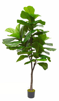 Fiddle-Leaf Ficus 'giant-leaf' 1.8m