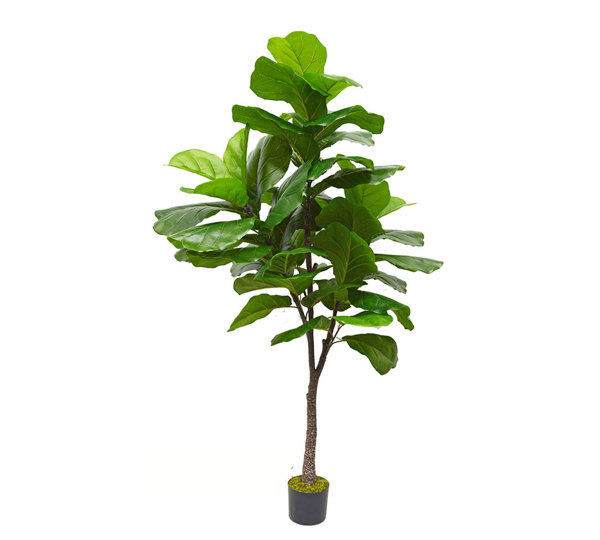 Fiddle-Leaf Ficus 'giant-leaf' 1.8m