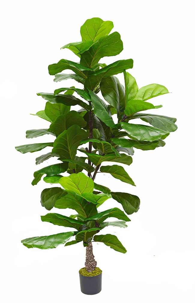 Fiddle-Leaf Ficus 'giant-leaf' 1.9m (deluxe)