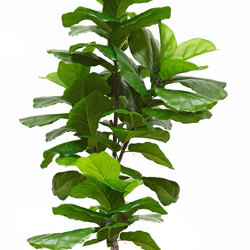 Fiddle-Leaf Ficus 'giant-leaf' 1.9m (deluxe) - artificial plants, flowers & trees - image 10