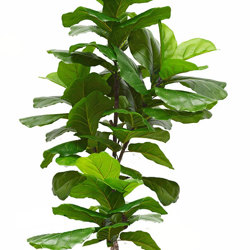 Fiddle-Leaf Ficus 'giant-leaf' 1.9m (deluxe) - artificial plants, flowers & trees - image 9
