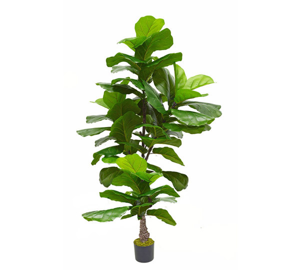 Fiddle-Leaf Ficus 'giant-leaf' 1.9m (deluxe)