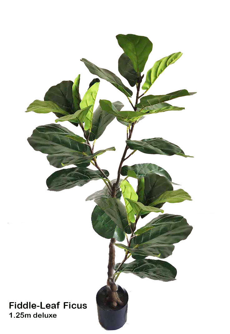 Trough Planters- with Fiddle-Leaf Ficus 1.35m tall
