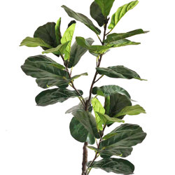 Trough Planters- with Fiddle-Leaf Ficus 1.35m tall - artificial plants, flowers & trees - image 3