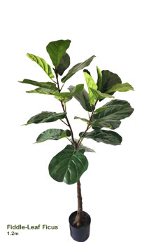 Fiddle-Leaf Ficus 1.2m sml