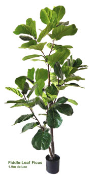 Fiddle-Leaf Ficus 1.9m delux