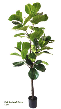 Fiddle-Leaf Ficus 1.8m