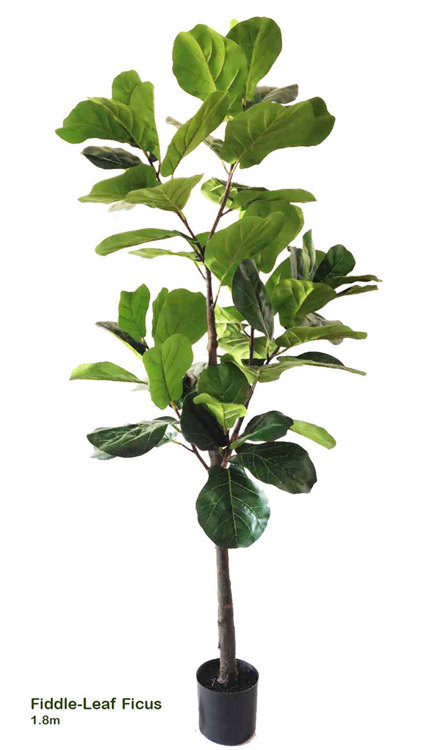 Articial Plants - Fiddle-Leaf Ficus 1.8m