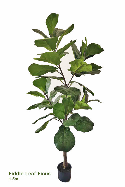 Articial Plants - Fiddle-Leaf Ficus 1.5m