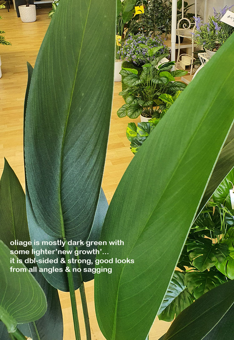Bird of Paradise Plant 1.6m