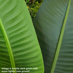Heliconia Palms- 1.8m - artificial plants, flowers & trees - image 1
