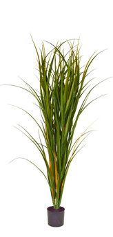 Pampas Grass UV 1.2m