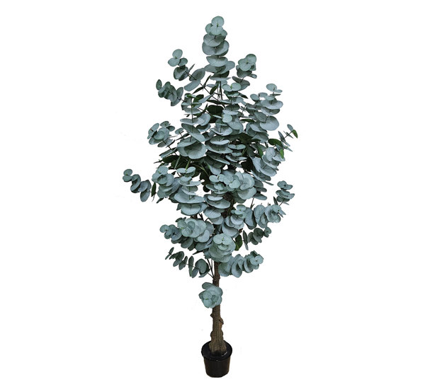 Eucalyptus 'grey gum' 1.7m