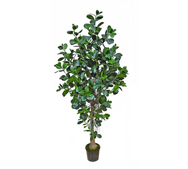 Moreton Bay Ficus 1.6m