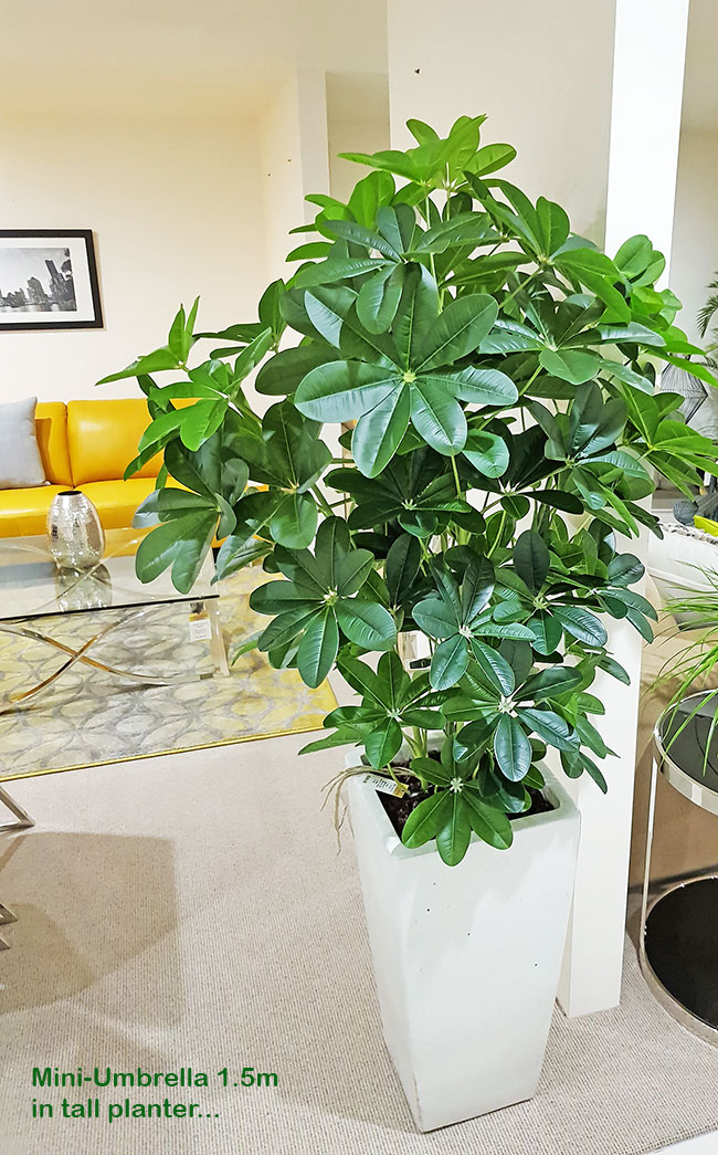 Mini-Umbrella Plant 1.5m