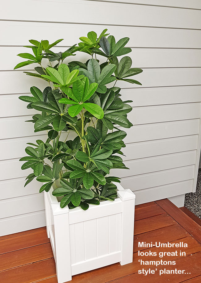 Mini-Umbrella Plant 1.5m