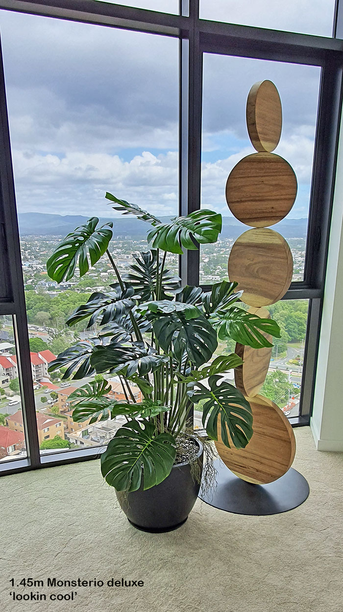 Monstera 'giant leaf' 1.2m