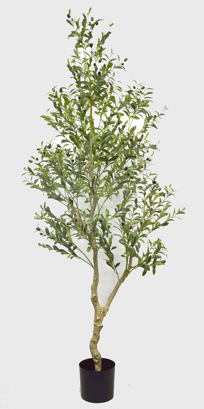 Olive Tree- 2.1m