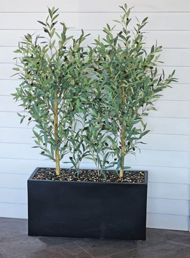 Trough Planters- with Olive Trees 1.4m tall