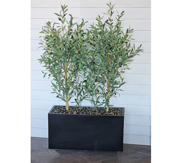 Trough Planters- with Olive Trees 1.4m tall
