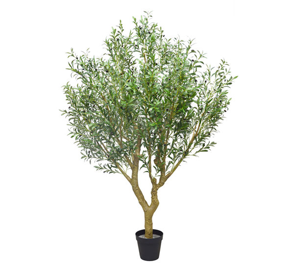 Giant Olive Tree- 2.7m tall