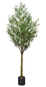 Giant Olive Tree- 3m tall
