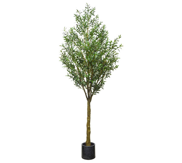 Giant Olive Tree- 3m tall