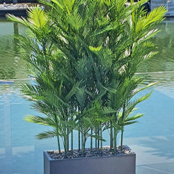 Trough Planters- with UV Parlour Palms 1.8m tall - artificial plants, flowers & trees - image 5