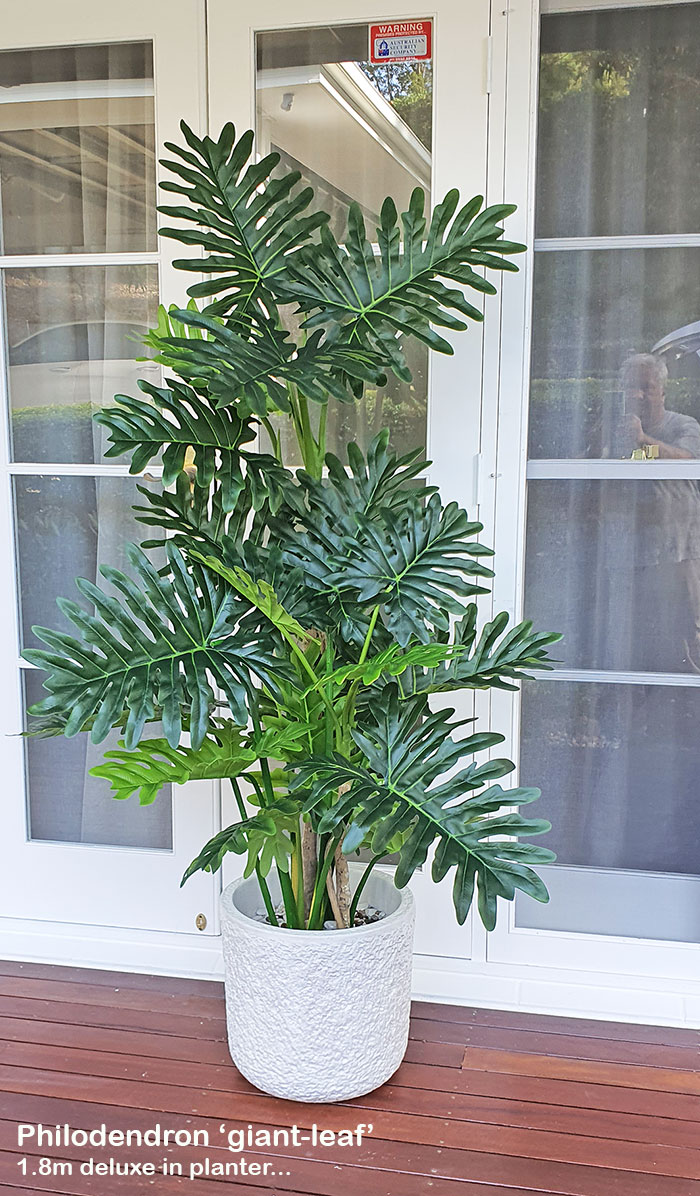 Philodendron 'giant-leaf' 1.8m delux