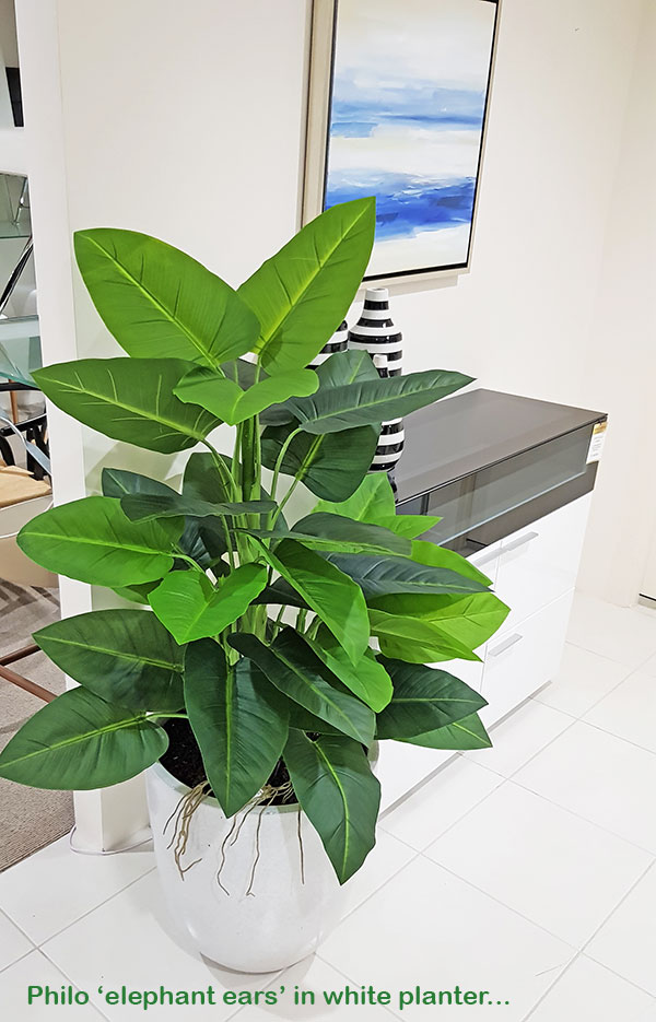 Philodendron 'elephant-ears' 1.3m