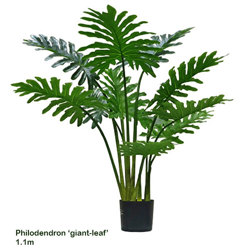 Philodendron 'giant-leaf' 1.8m delux - artificial plants, flowers & trees - image 8