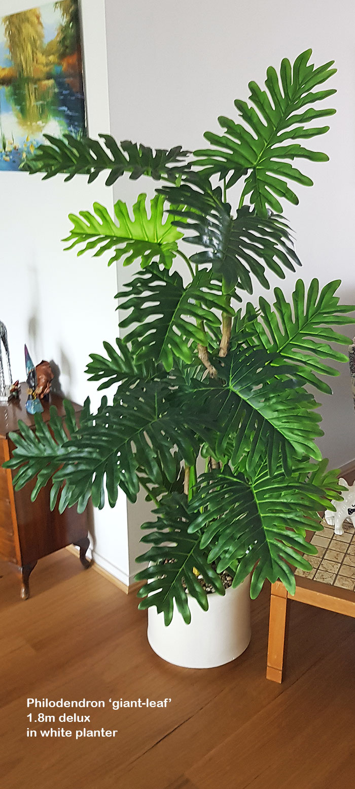 Philodendron 'giant-leaf' 1.8m delux