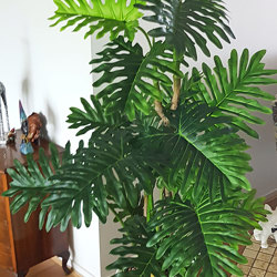 Philodendron 'giant-leaf' 1.8m delux - artificial plants, flowers & trees - image 3