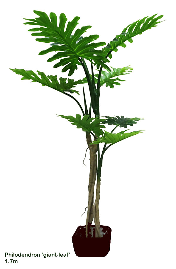 Philodendron 'giant-leaf' 1.8m delux